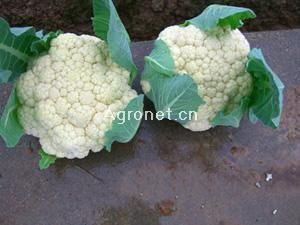 供应白花菜JR001——白花菜种子