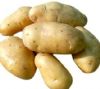 供应高产脱毒一级—土豆种子