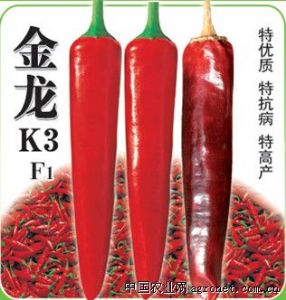 供应金龙k3——辣椒种子