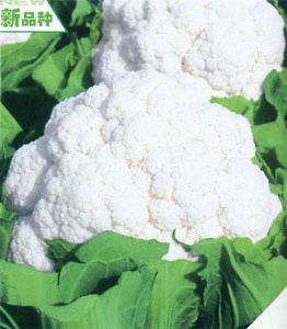 名月55——花椰菜种子