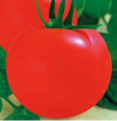 供应美国莱卡—番茄种子