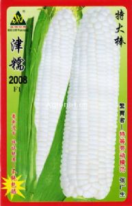 津糯2008-菜用玉米种子