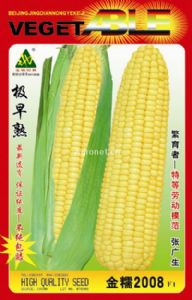 金糯2008-菜用玉米种子