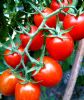 供应靓丽(小番茄)—番茄种子