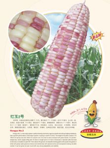 红玉2号-玉米种子