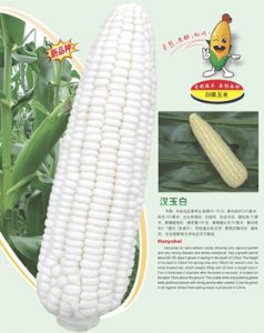 汉玉白-玉米种子