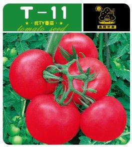 供应T-11—番茄种子