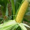 供应双发—特用玉米种子