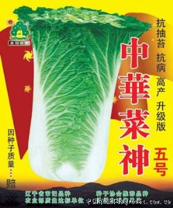 供应中华菜神五号——白菜种子