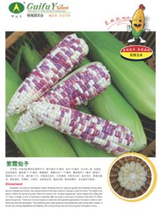 紫霞仙子-玉米种子