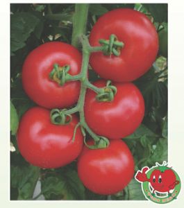 番茄0626-番茄种子