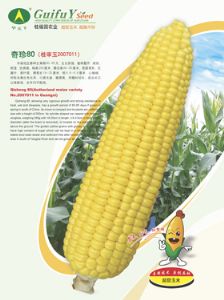 奇珍80-玉米种子
