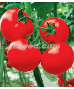 供应澳伦1026—番茄种子