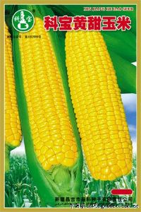 供应科宝黄甜玉米—玉米种子