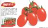 供应里格尔87-5—番茄种子