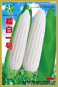 供应糯白一号—玉米种子