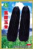 供应黑甜玉米—玉米种子