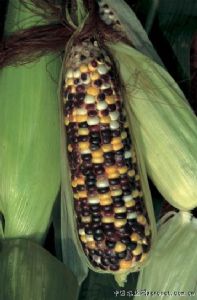 供应超级彩糯玉米—菜用玉米种子