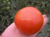 供应红金利—番茄种子