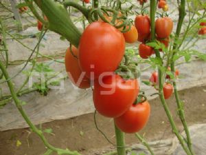 供应罗曼红-抗TY罗曼红果番茄种子