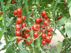 供应妃子-樱桃番茄种子