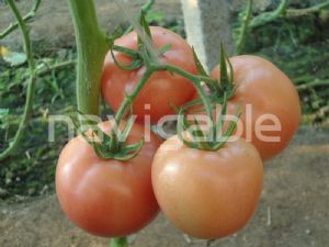 供应莫雷（Morley）—番茄种子