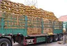 供应2013年7月辽宁省锦州凌海市万亩荷兰十五土豆