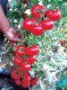 供应海丽100——番茄种子