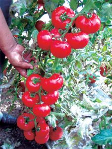 供应海丽100——番茄种子