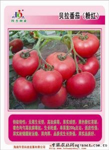 供应贝拉番茄——番茄种子