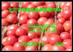 供应新鲜西红柿