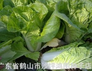 供应鸿菜5号白菜—白菜种子