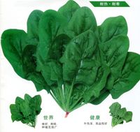供应华康—菠菜种子