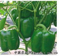供应绿星（SP077)甜椒—甜椒种子