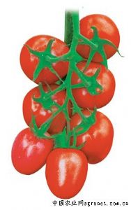供应欧娜—无限型卵圆红番茄种子