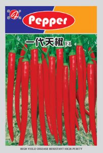 供应一代天椒—辣椒种子