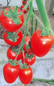供应红罗曼—番茄种子