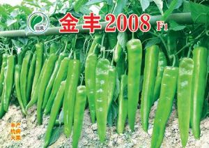 供应金丰2008—辣椒种子