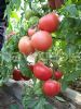 供应杰瑞-抗线虫粉果番茄种子