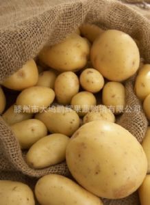 供应各种大小便宜优质土豆