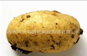 供应出口级优质土豆