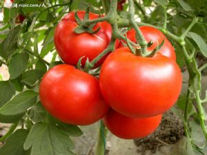 供应大红果番茄