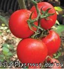 供应红果番茄