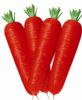 供应红阳六寸—胡萝卜种子