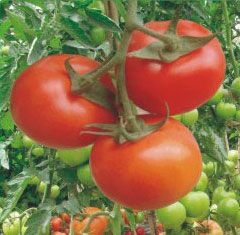 供应金囤601—番茄种子