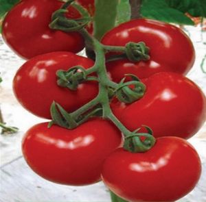 供应斯福特——番茄种子