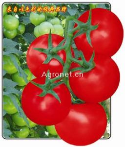 优越番茄——番茄种子