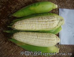 供应夏美糯2号（ZT-S79）—玉米种子