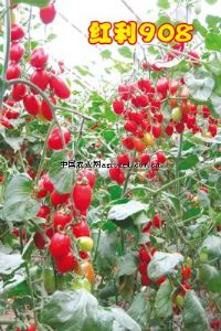 供应红利908—番茄种子