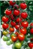 供应红提（抗黄化卷叶病毒）—番茄种子